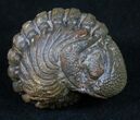 Bumpy, Enrolled Barrandeops (Phacops) Trilobite #10596-1